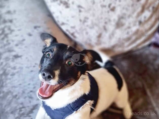 Jack Russell Boy 11Months Old for sale in Shaftesbury, Dorset