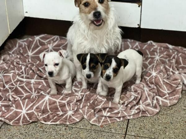 Jack Russell boys READY NOW for sale in Leeds, West Yorkshire