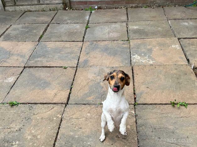 Jack Russell coss dachshund for sale in Cambridge, Scottish Borders - Image 1