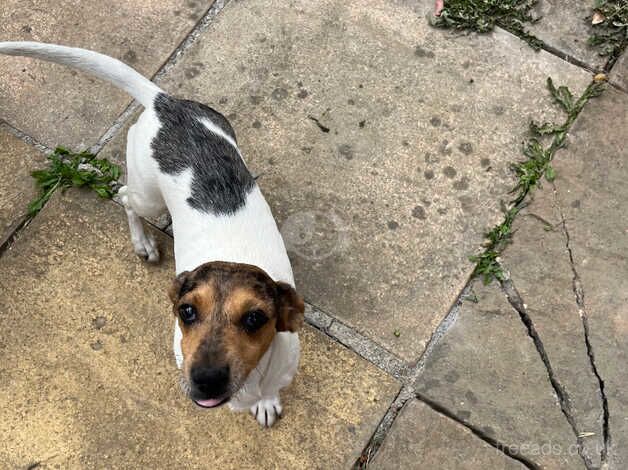 Jack Russell coss dachshund for sale in Cambridge, Scottish Borders - Image 3