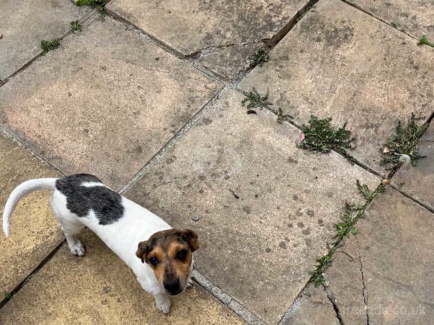 Jack Russell coss dachshund for sale in Cambridge, Scottish Borders - Image 4