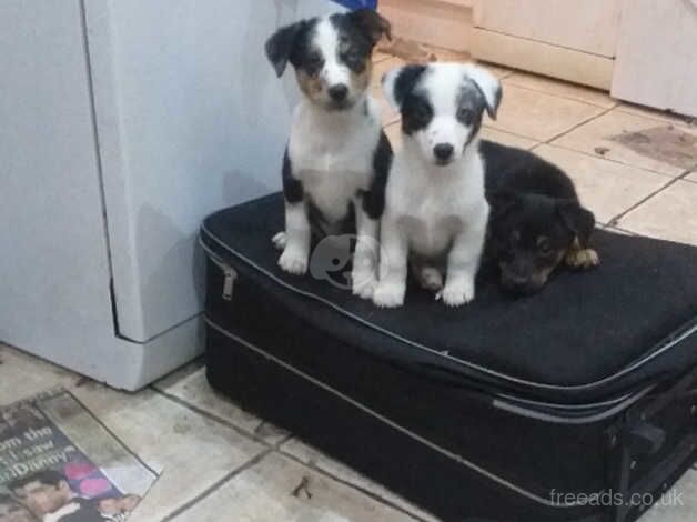 Jack Russell cross border collie puppies for sale in Cwmbran/Cwmbrân, Newport