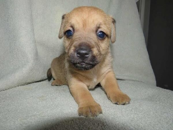 Jack Russell Cross Border Terrier Pups 4 weeks old for sale in Ripley, Derbyshire