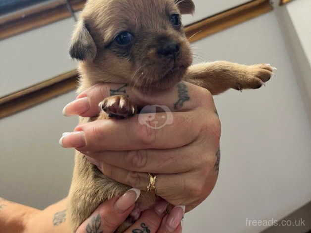 Jack Russell cross Chihuahua for sale in Crewkerne, Somerset