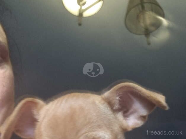 Jack russell cross chihuahua for sale in Dudley, West Midlands - Image 2