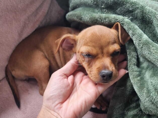 Jack Russell Puppies for sale in West Midlands