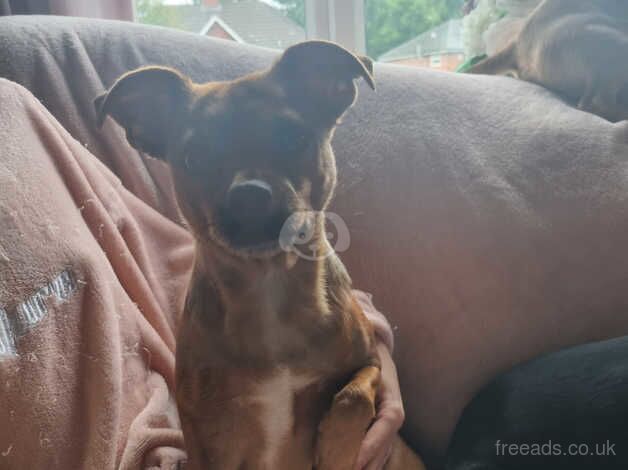 Jack russell cross chihuahua for sale in Dudley, West Midlands - Image 4