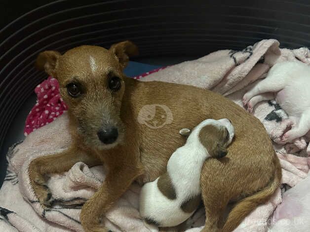 Jack Russell cross for sale in Havant, Hampshire