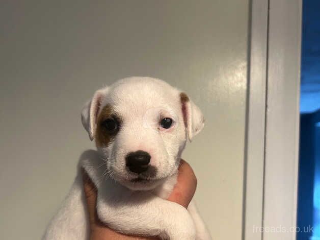 Jack Russells for sale in Havant, Hampshire