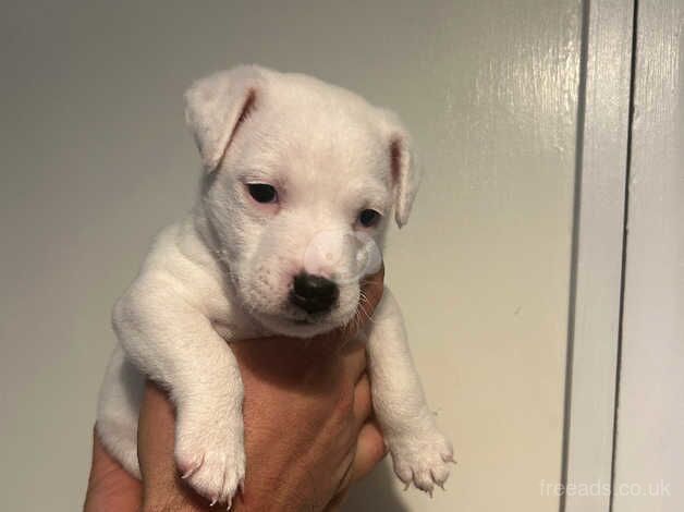 Jack Russell Puppies for sale in Hampshire