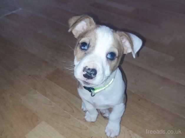 Jack Russells for sale in Manchester, Greater Manchester