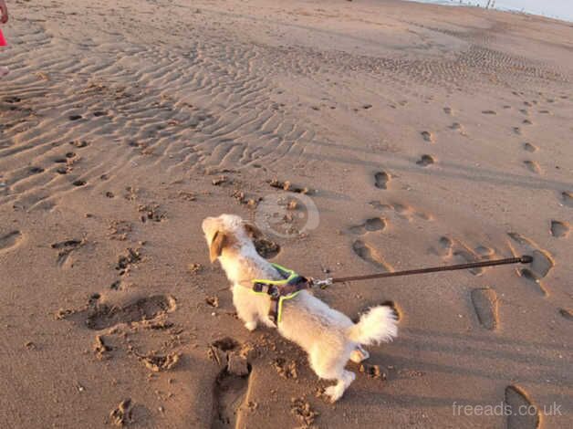 Jack Russell cross in need of forever home for sale in Stockport, Greater Manchester - Image 2