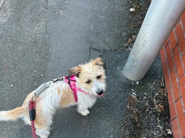 Jack Russell cross for sale in Cleveleys, Lancashire - Image 1