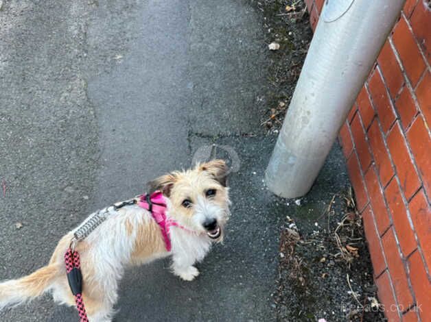 Jack Russell cross for sale in Cleveleys, Lancashire - Image 2