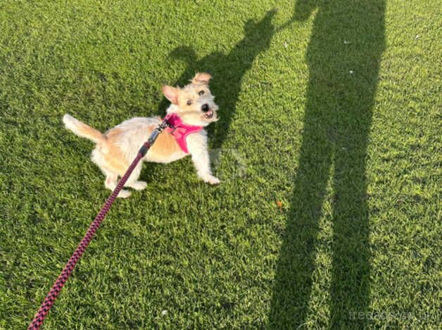 Jack Russell cross for sale in Cleveleys, Lancashire - Image 3