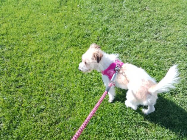 Jack Russell cross for sale in Cleveleys, Lancashire - Image 4