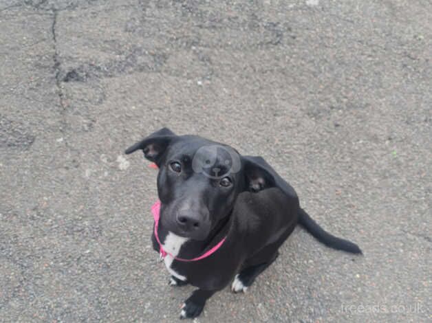 Jack Russell Cross Labrador for sale in Sheffield, South Yorkshire - Image 1