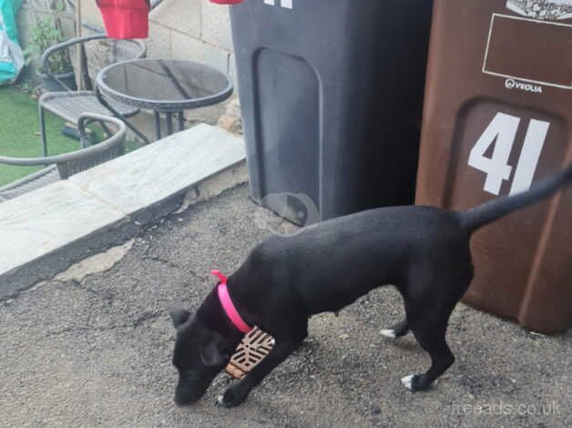 Jack Russell Cross Labrador for sale in Sheffield, South Yorkshire - Image 3