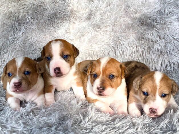 Jack Russell cross puppies for sale in Birmingham, West Midlands - Image 1