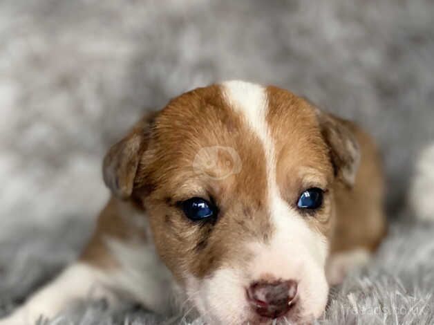 Jack Russell Puppies for sale in West Midlands