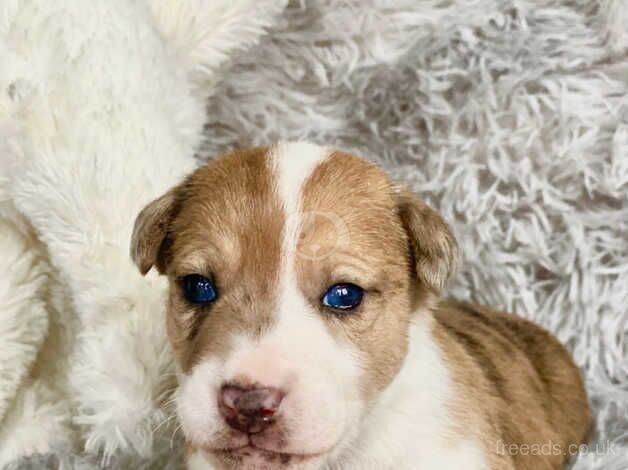 Jack Russell cross puppies for sale in Birmingham, West Midlands - Image 5