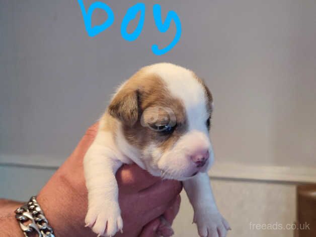 Jack Russell cross puppies for sale in Manchester, Greater Manchester