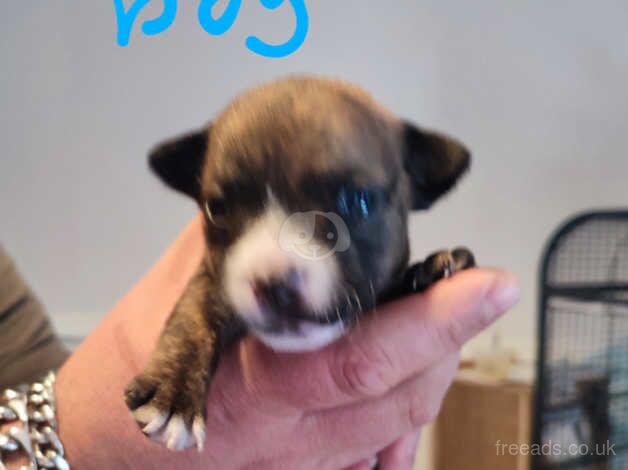 Jack Russell cross puppies for sale in Manchester, Greater Manchester - Image 2