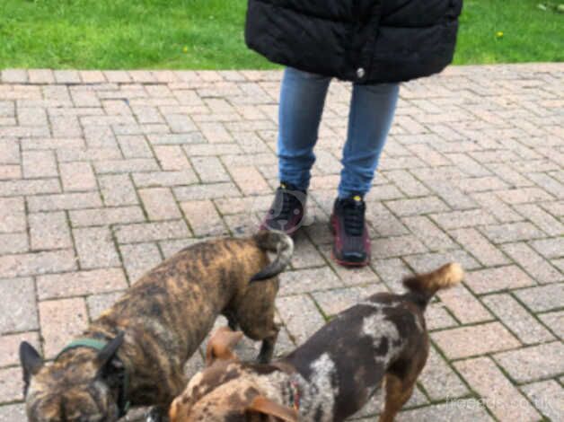 Jack Russell cross puppies for sale in Manchester, Greater Manchester - Image 5