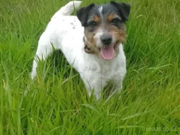 Jack Russell dog for sale in Crewe, Cheshire - Image 1