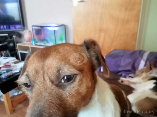 Jack Russell dog looking for his forever home. for sale in Newry, Newry and Mourne