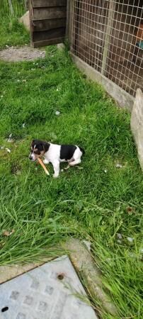 Jack Russell Dog puppies for sale in Corwen, Denbighshire - Image 1