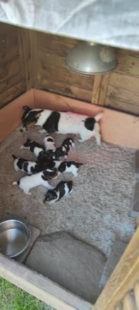 Jack Russell Dog puppies for sale in Corwen, Denbighshire - Image 2