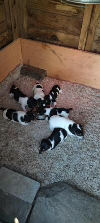 Jack Russell Dog puppies for sale in Corwen, Denbighshire - Image 3