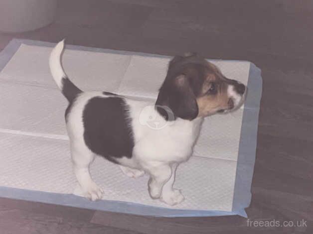 Jack Russell female for sale in Rotherham, South Yorkshire