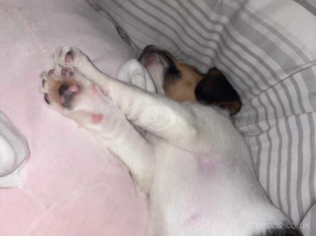 Jack Russells for sale in Rotherham, South Yorkshire