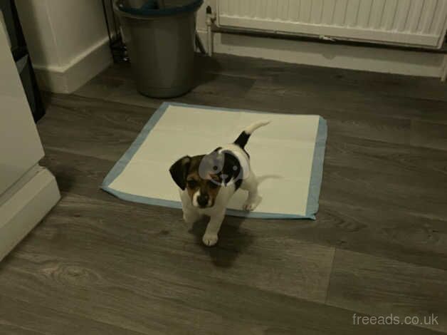 Jack Russell Puppies for sale in South Yorkshire