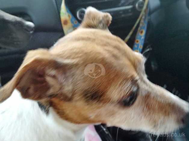 Jack Russell female for sale in Rugby, Warwickshire