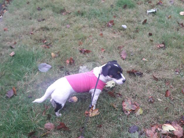 Jack Russell female for sale in Walsall, West Midlands