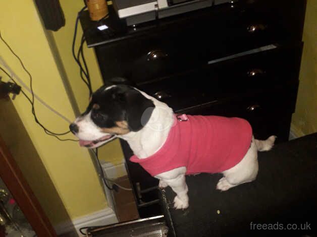 Jack Russell female for sale in Walsall, West Midlands - Image 2