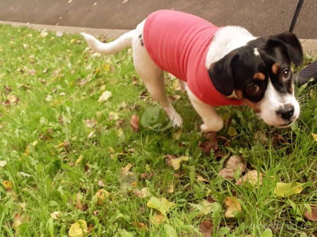 Jack Russell female for sale in Walsall, West Midlands - Image 2