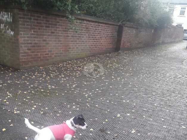 Jack Russell Puppies for sale in West Midlands