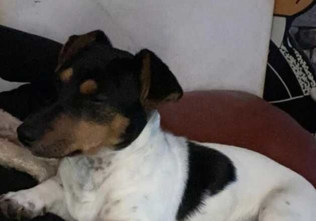 Jack Russell female pup fully vaccinated for sale in Holsworthy, Devon - Image 2