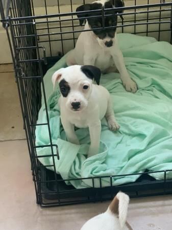 Jack Russell female Puppy 16 weeks for sale in Halesworth, Suffolk