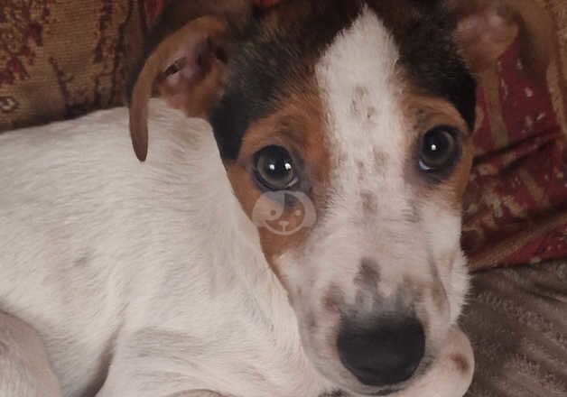 Jack Russell for sale in Boston, Lincolnshire