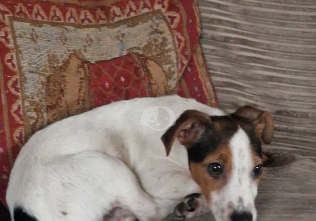 Jack Russell for sale in Boston, Lincolnshire - Image 3