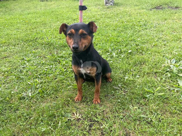 Jack Russell girl 12 month old for sale in Bournemouth, Dorset