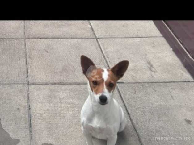 Jack Russell Girl for sale in Gateshead, Tyne and Wear - Image 2