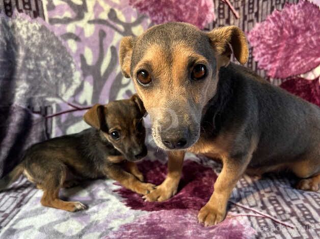 Jack Russell girl for sale in Cardiff - Image 4