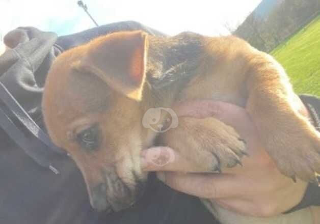 Jack Russell girl for sale in Tredegar, Blaenau Gwent