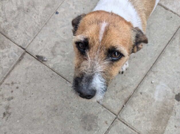 Jack Russell for sale in Abergele, Conwy